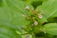 Clinopodium gracile