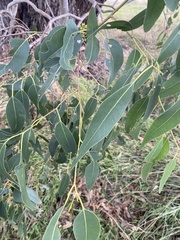 Eucalyptus yarraensis