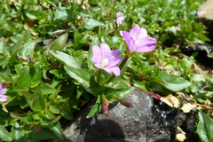 Epilobium alsinifolium