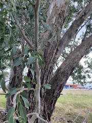 Eucalyptus yarraensis