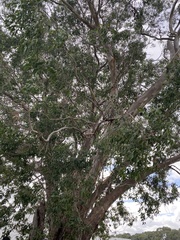Eucalyptus yarraensis