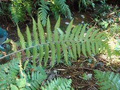 Leptogramma mollissima