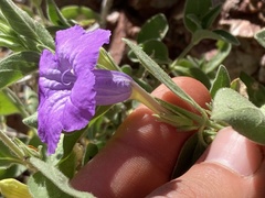 Ruellia californica californica