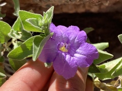 Ruellia californica californica