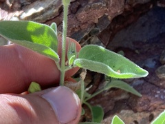 Ruellia californica californica