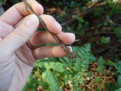 Leptogramma mollissima