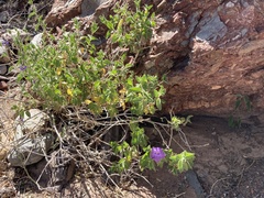 Ruellia californica californica