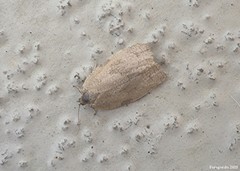 Aphelia alleniana