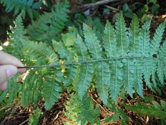 Leptogramma mollissima