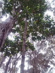 Myrsine lessertiana