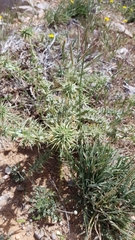 Cousinia hermonis