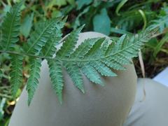 Leptogramma mollissima