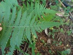 Coryphopteris japonica