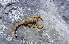 Occitanus