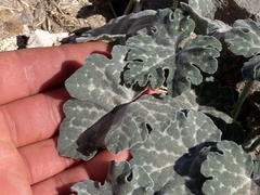 Cucurbita cordata