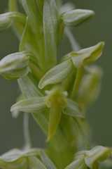 Platanthera convallariifolia