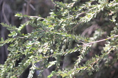 Acacia acinacea