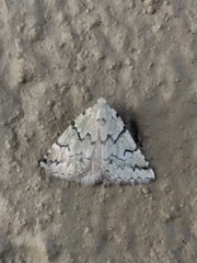 Tegiapa virescens