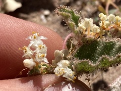 Cuscuta tuberculata