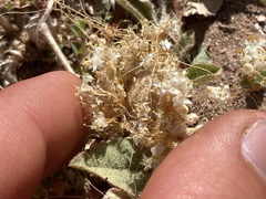 Cuscuta tuberculata