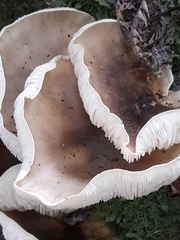 Omphalotus nidiformis