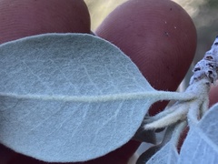 Sideroxylon leucophyllum