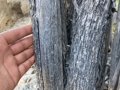 Sideroxylon leucophyllum