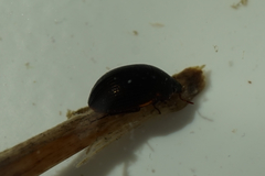 Hydrocassis lacustris