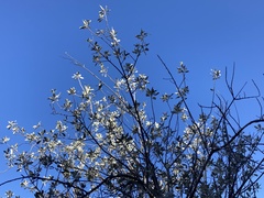 Sideroxylon leucophyllum