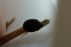 Hydrocassis lacustris