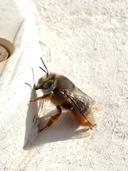 Anthophora porphyrea