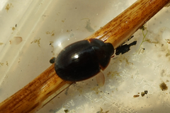 Hydrocassis lacustris