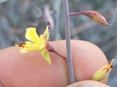 Hoffmannseggia intricata
