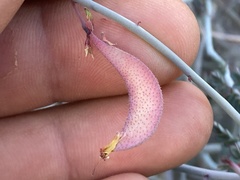 Hoffmannseggia intricata