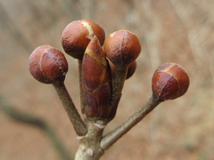 Lindera erythrocarpa