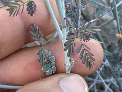 Hoffmannseggia intricata