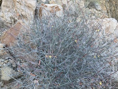 Hoffmannseggia intricata