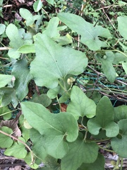 Aristolochia kaempferi