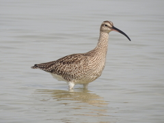 Numenius phaeopus