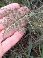 Foeniculum vulgare