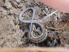 Ophisops elegans schlueteri