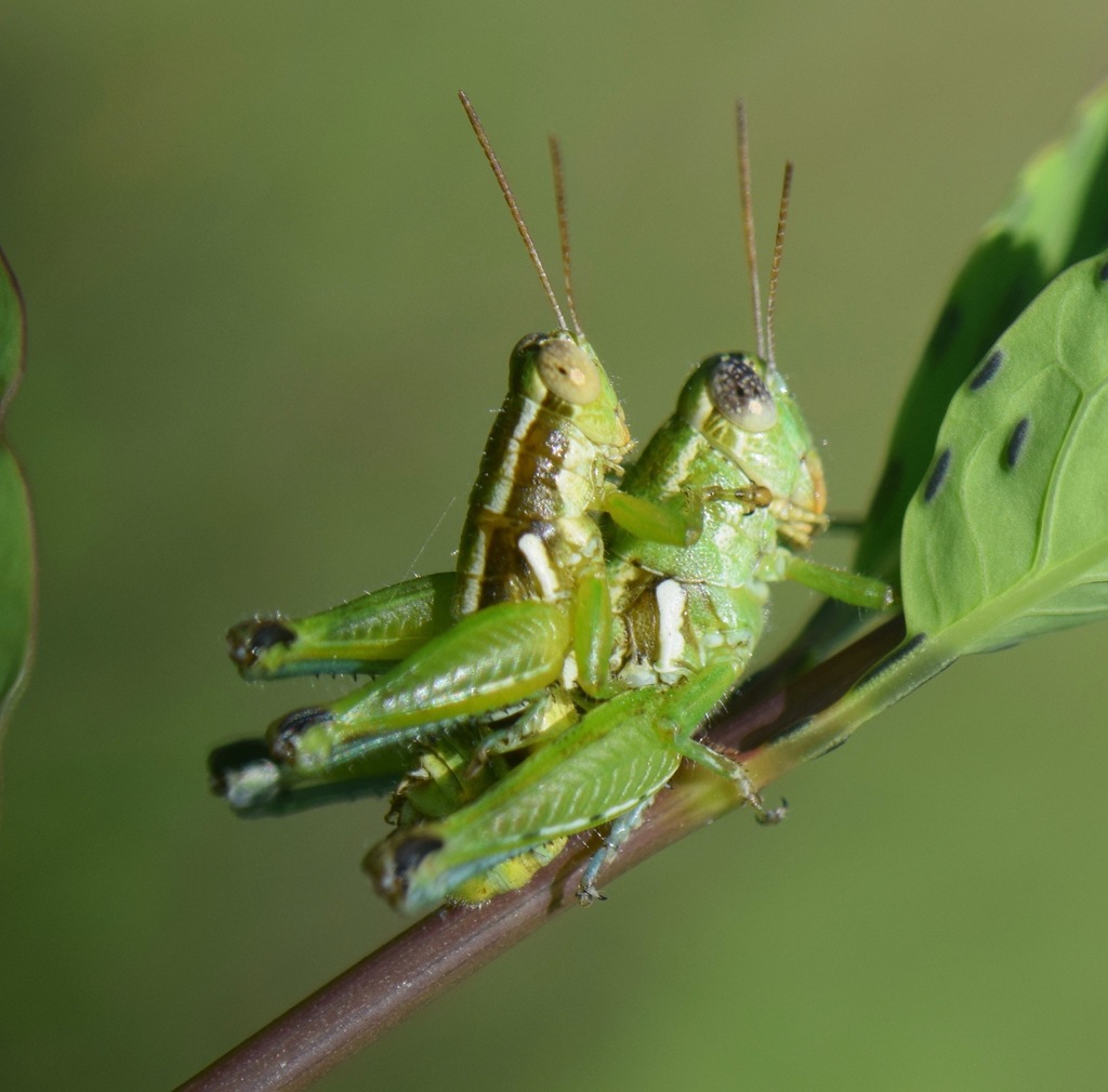 Paraidemona nuttingi