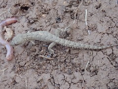 Mediodactylus orientalis