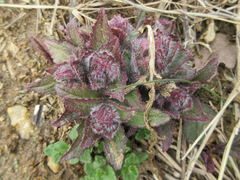 Ajuga multiflora