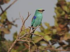 Coracias abyssinicus