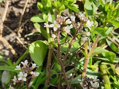 Cardamine occulta