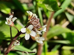 Cardamine occulta