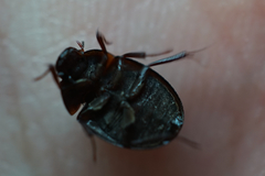 Hydrocassis lacustris