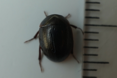 Hydrocassis lacustris
