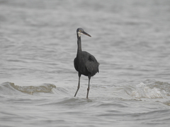 Egretta gularis
